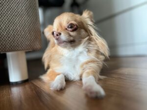 【ペット葬儀】小型ペット葬儀費用