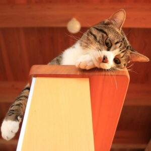 【ペット葬儀】小型ペット葬儀費用