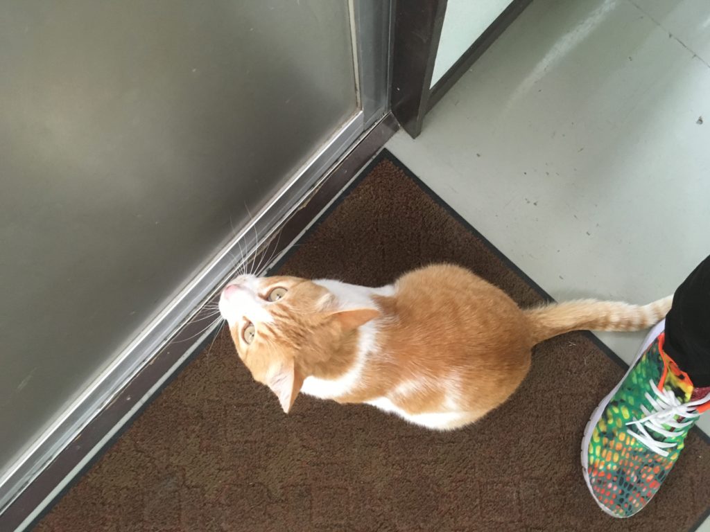 看板猫にゃんた