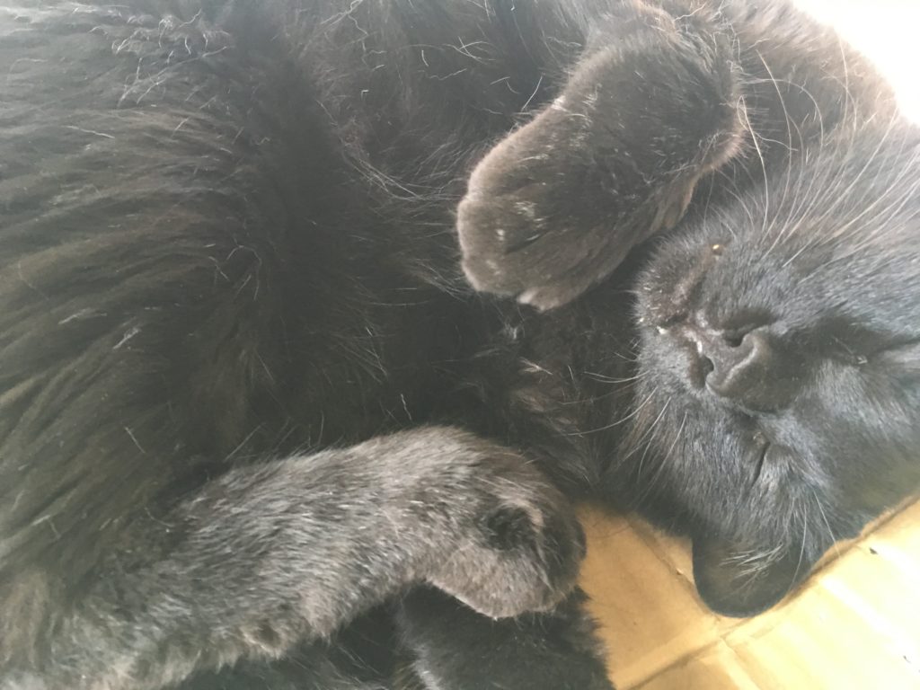 黒猫