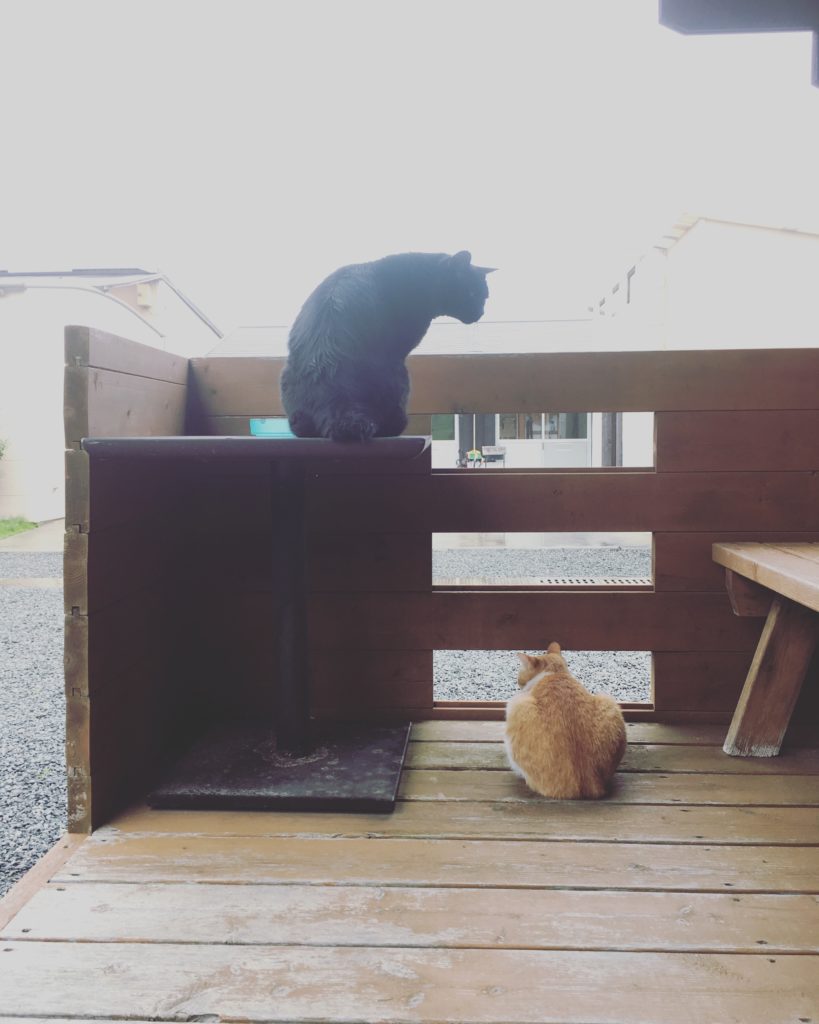 看板猫