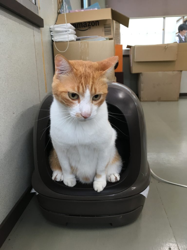 動愛園　看板猫にゃんた　大雨のため、室内で用を足す