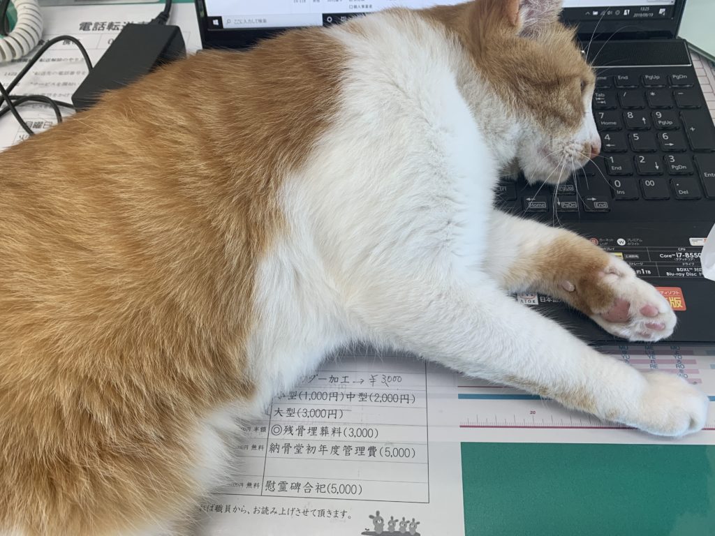 福岡市（博多区・中央区・東区・南区・城南区・西区）糸島市のペット葬儀・霊園の動愛園、看板猫にゃん太