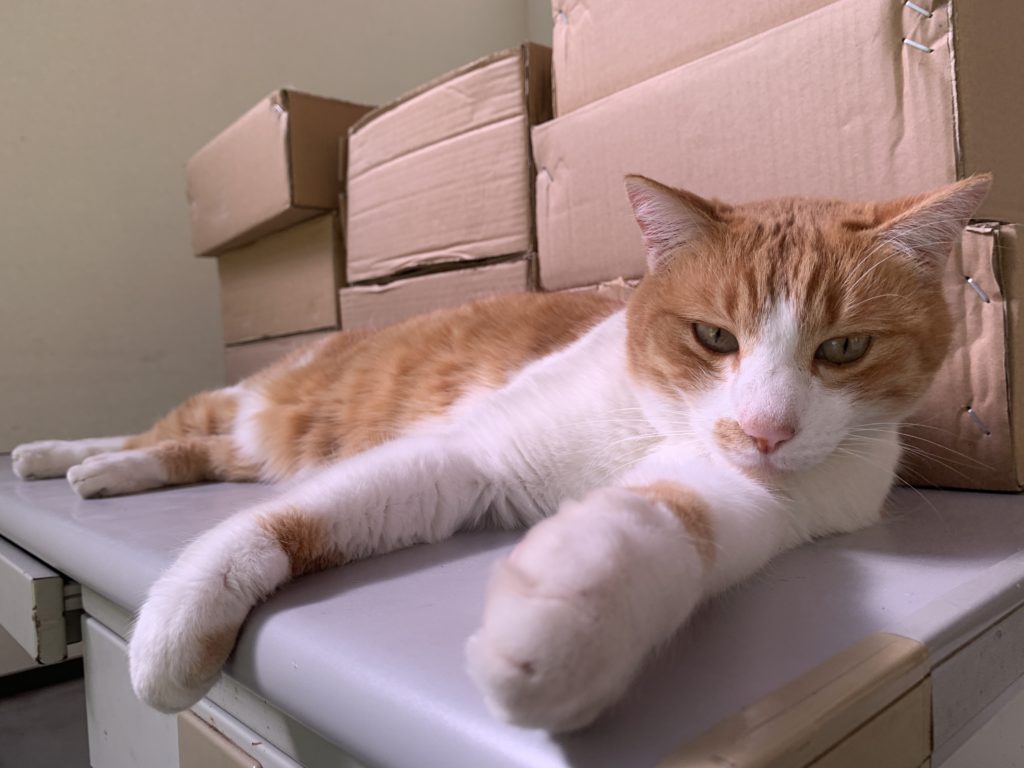 動愛園　看板猫　にゃんた