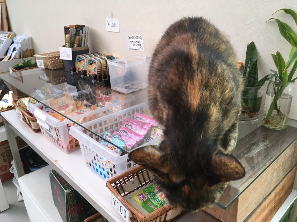 動愛園　看板猫さび