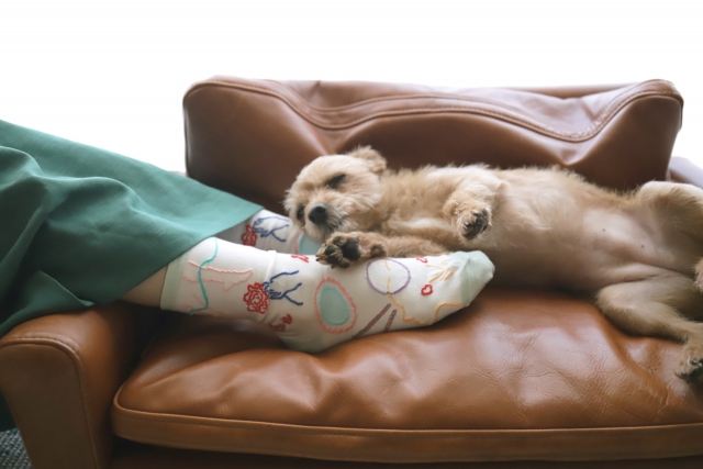 ペットと食事の時間を合わせる