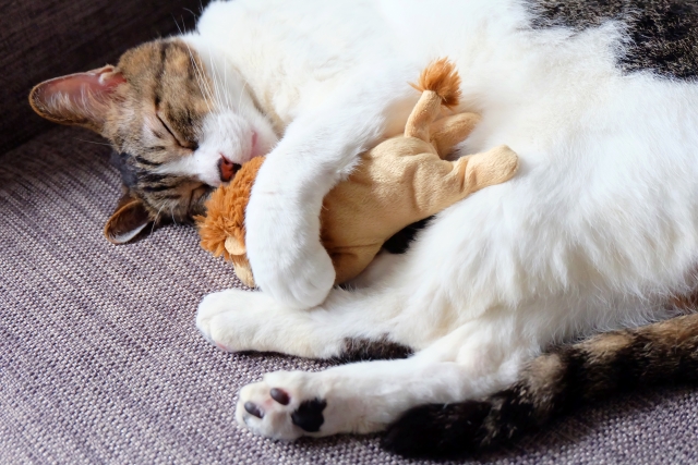 猫の平均寿命は？