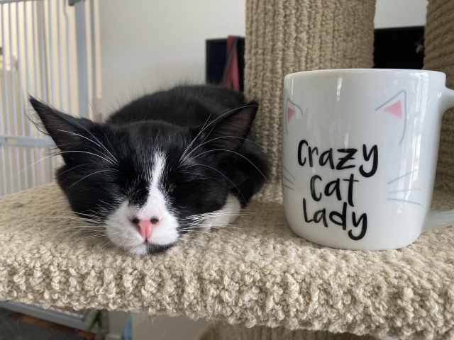 猫の好物は何ヶ月できまる