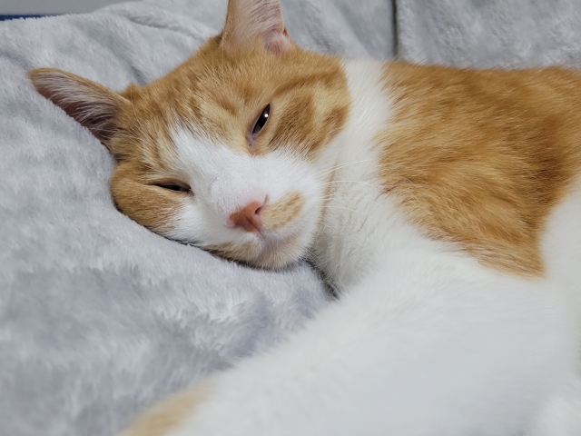 ペット火葬とは？