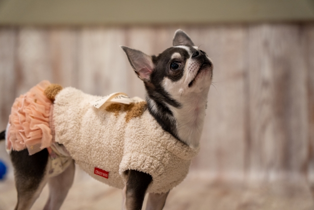 自分に合ったペットの選び方