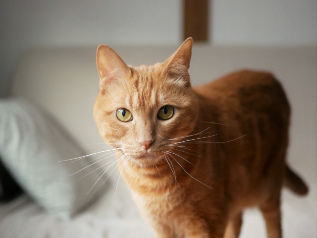 ペット霊園ってどんな所？