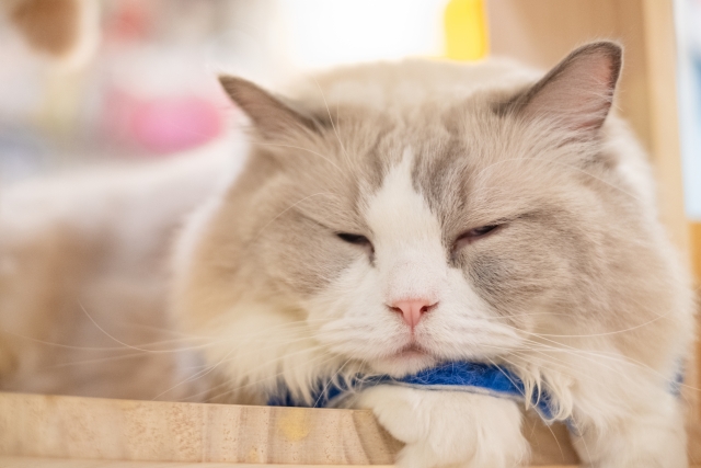 猫のコミュニケーションは様々！？