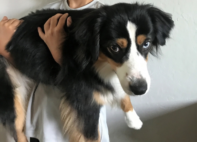 わんちゃんが亡くなった。必要な提出書類について