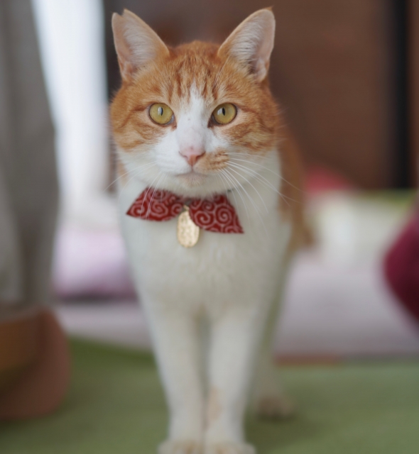 猫を飼う前に「知っておきたい」壊れるもの