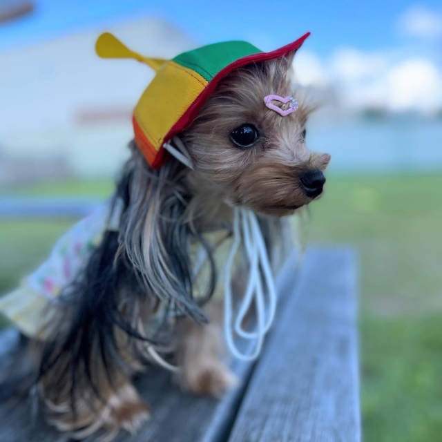 バレンタイン！犬用チョコを作るコツ