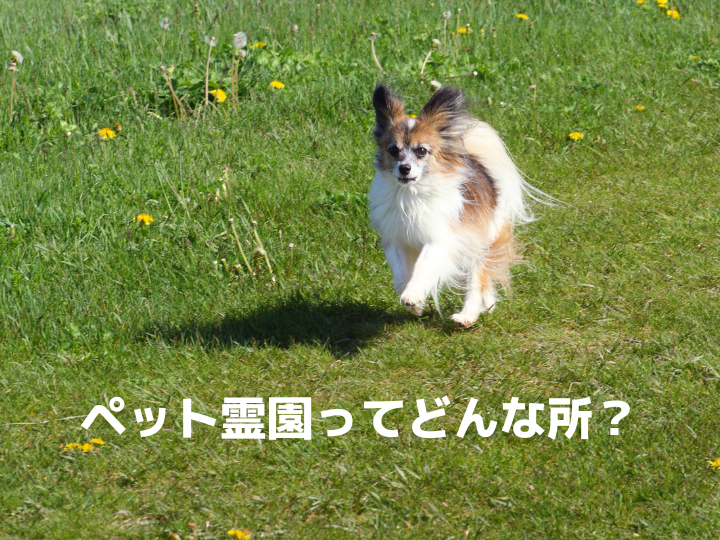 ペット霊園ってどんな所？
