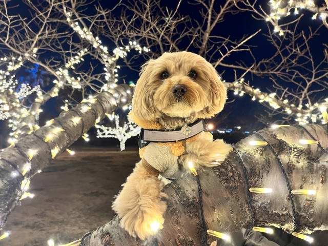 ペット火葬の基礎