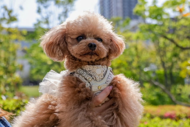 お声をお聞かせください！