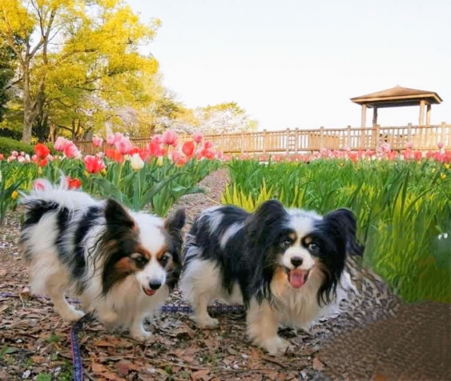 定例法要会のお知らせ