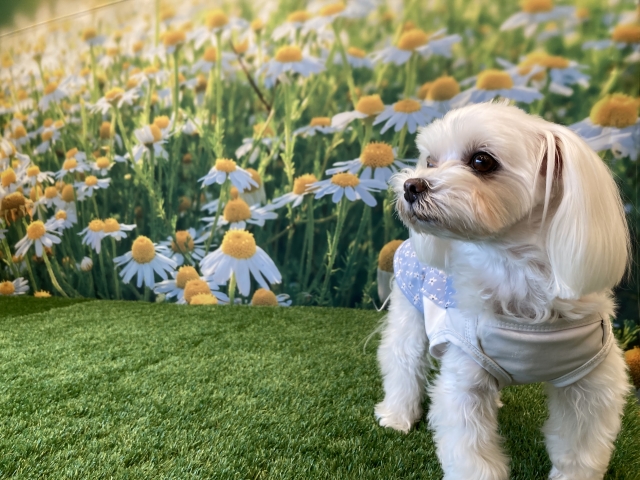 塔婆供養について