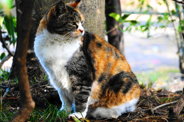 なぜ猫はこんな行動をするのか