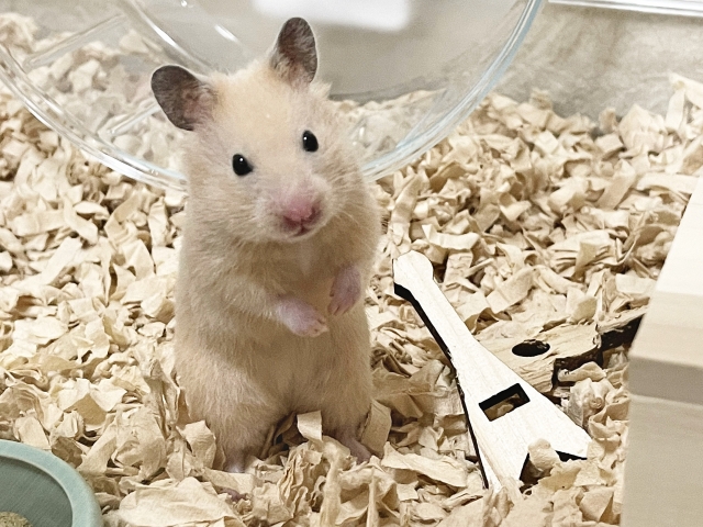 寿命が短いペットについて