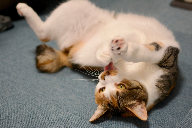 猫の葬儀について