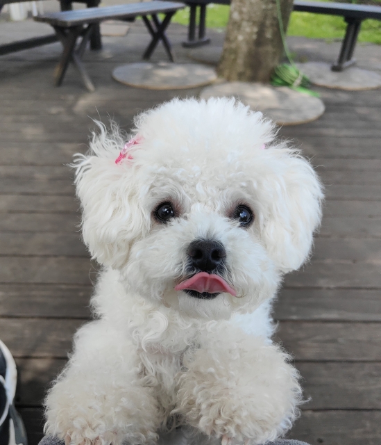 犬の葬儀について