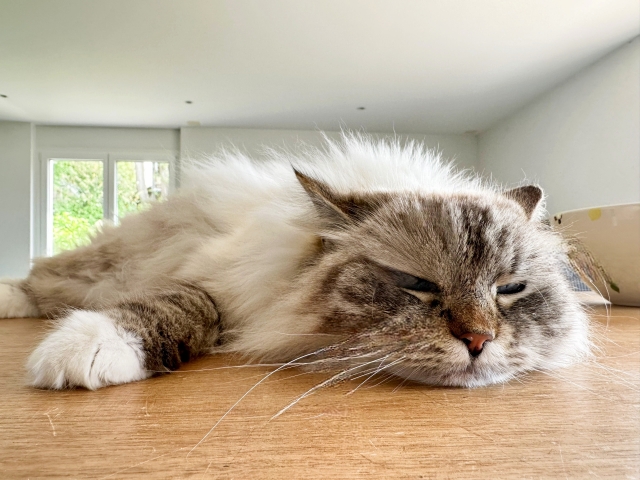 ペット火葬の都合がつかない場合はどうしたらよい？