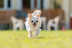 ペットが亡くなったらどうしたらいい？