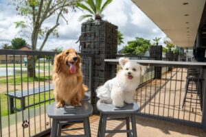 ペット葬儀の流れは？