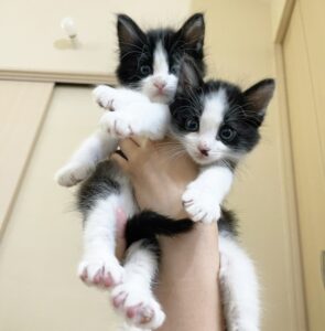 ペットが亡くなった時のお供物